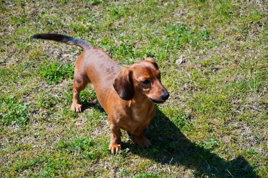 Beautiful dachshund Dog in the sunny day
