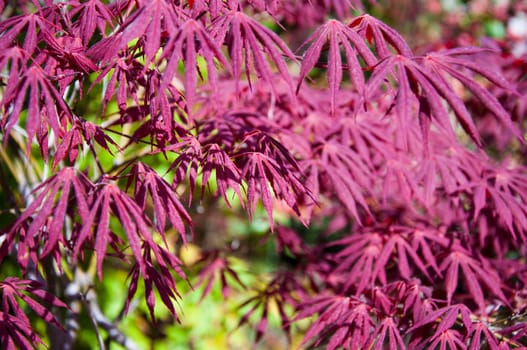 beautiful  maple leaves in the garden jf park