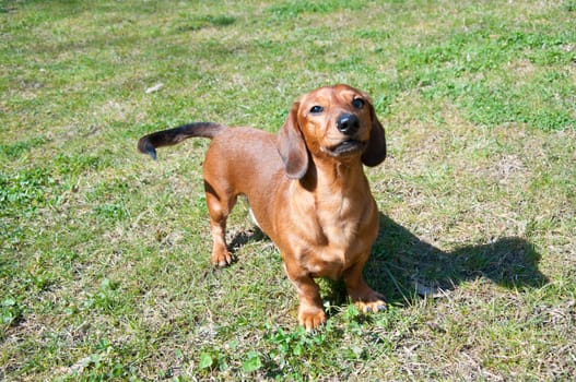 Beautiful dachshund Dog in the sunny day