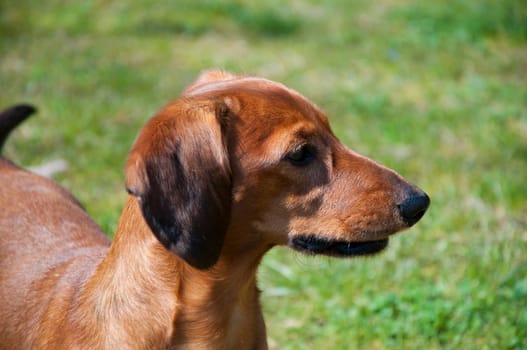 Beautiful dachshund Dog in the sunny day