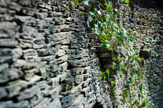 The plant grows on a vertical rock wall
