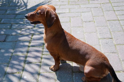 Beautiful dachshund Dog in the sunny day