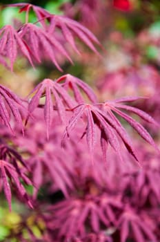 beautiful  maple leaves in the garden jf park
