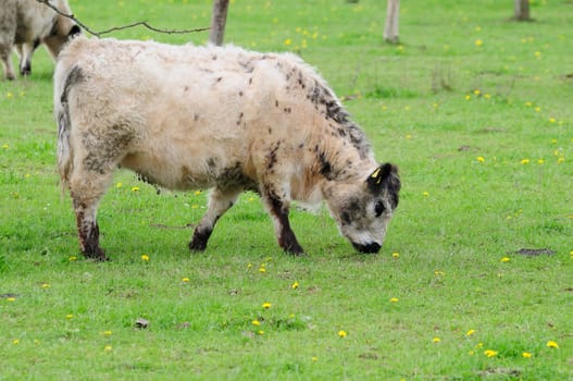 Galloway cattle