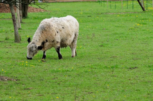 Galloway cattle