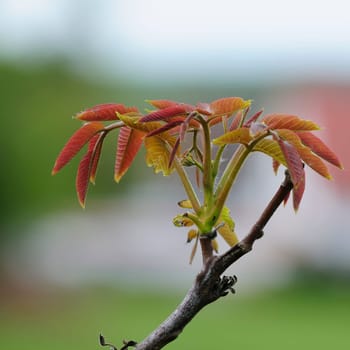 spring