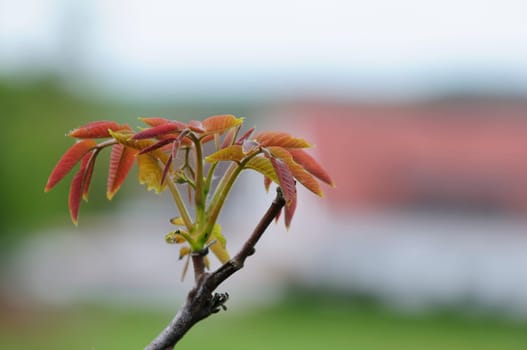 spring