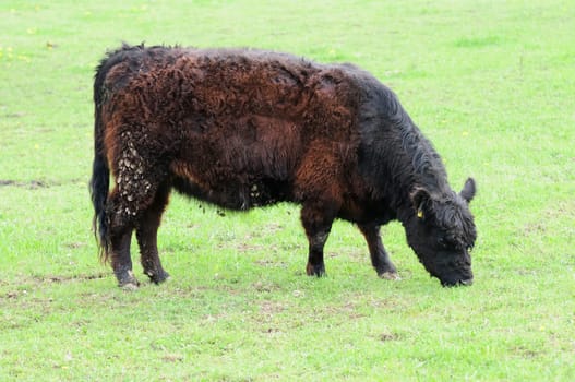 Galloway cattle