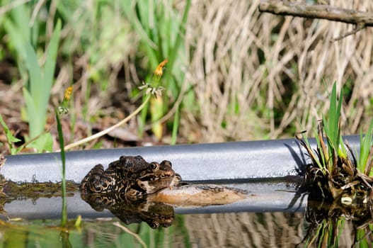 common frog