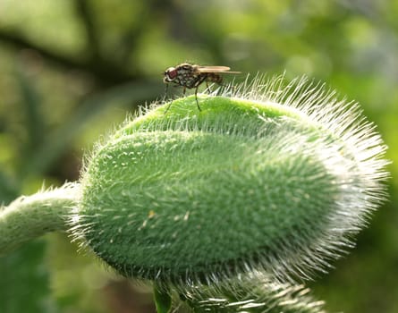 gray meat fly