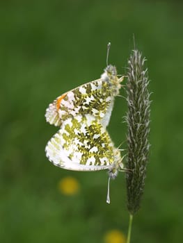 Aurora butterfly mating