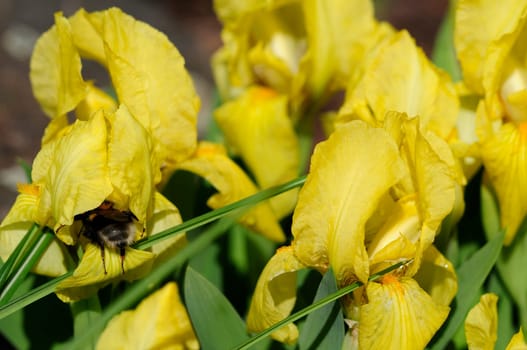 Dwarf irises