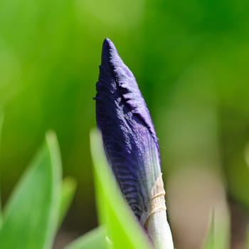 Dwarf irises