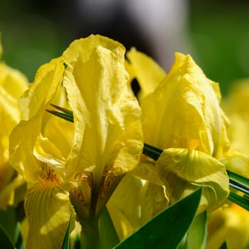 Dwarf irises
