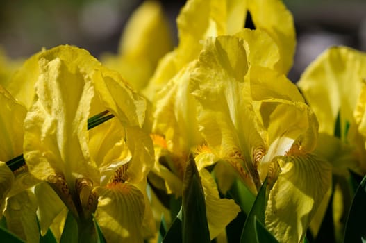 Dwarf irises