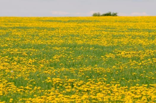 Dandelion field