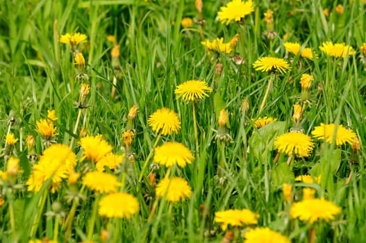 Dandelion field