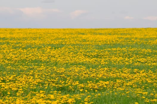 Dandelion field