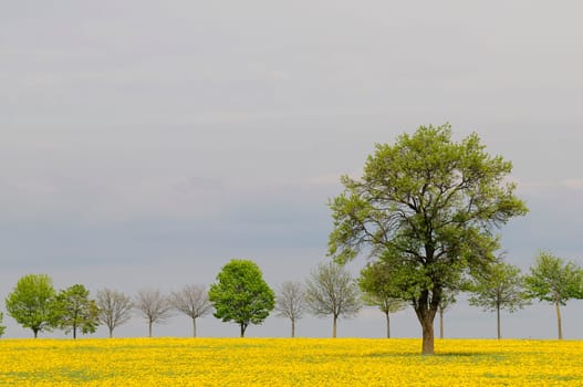 Dandelion field