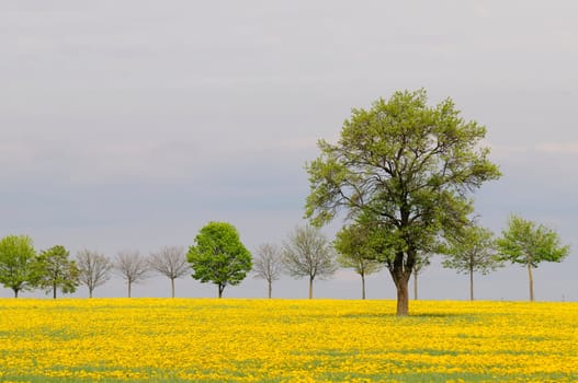 Dandelion field