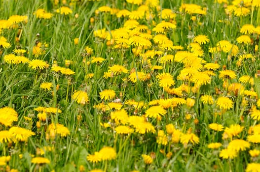 Dandelion field