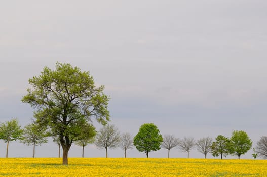 Dandelion field