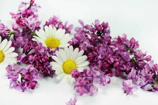 Lilac Blossoms