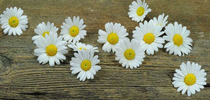 Margarite flowers