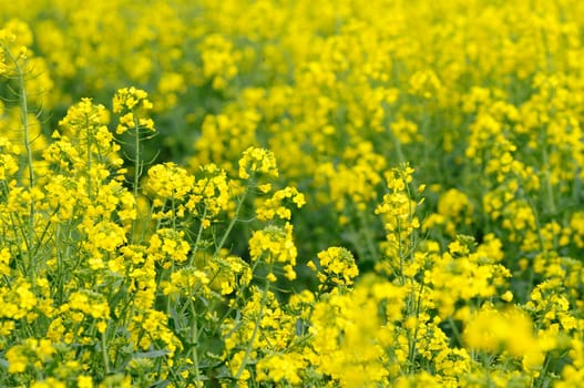 rapeseed