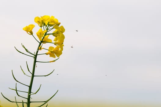 rapeseed