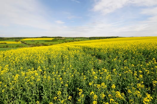 rapeseed