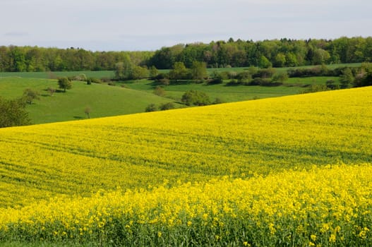 rapeseed