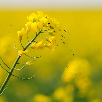 rapeseed