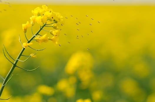 rapeseed