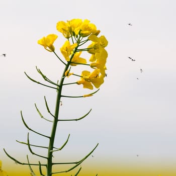 rapeseed