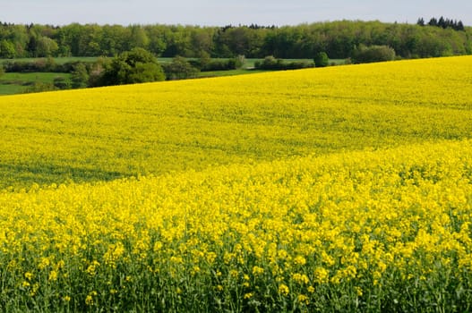 rapeseed
