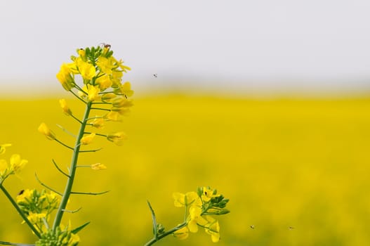 rapeseed
