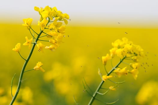 rapeseed