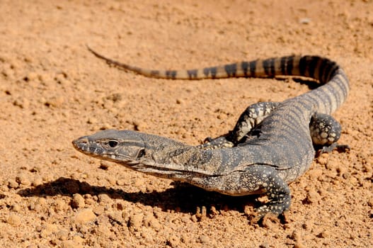 Rosenberg monitor lizard