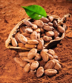 Cocoa Beans with a fresh green leaf on a powdered cocoa background