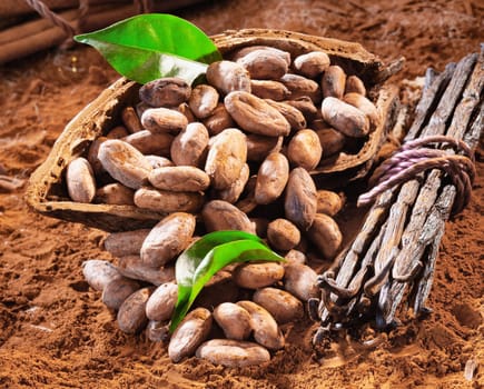 and caco beans in a cocoa shell on powdered cacao background