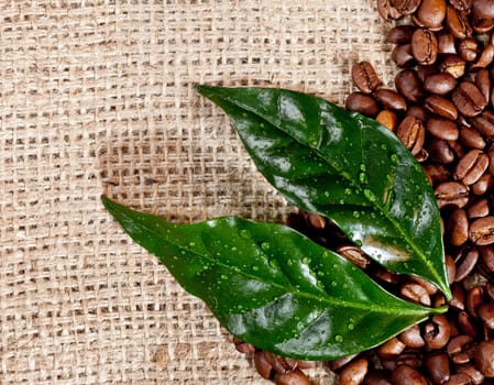 An arrangement of fresh coffee beans and green leaves on hessian fabric with copyspace