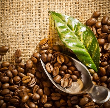 A still life of fresh roasted coffee beans with a leaf and scoop on hessian fabric with copyspace