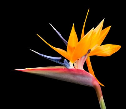 Cut out image of bird of paradise flower with pen tool path in file