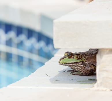 Large female bullfrog sitting in shade at edge of tiled swimming pool
