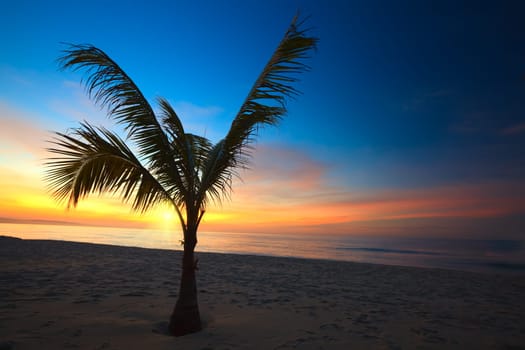 Beautiful sunrise over the ocean with palmtree on foreground