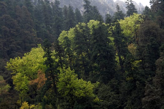 Landscape with light and dark foliage in forest