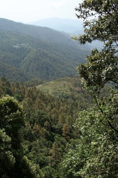 Mountain covered with thick coniferous forest near Uttarakashi in Uttarakhand, India, Asia