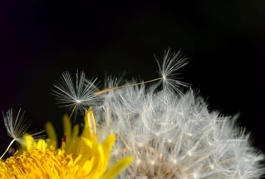 Dandelion