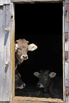 Cowshed